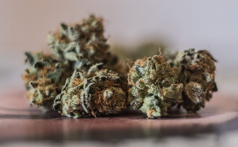 Cogollos de marihuana CBD de alta calidad