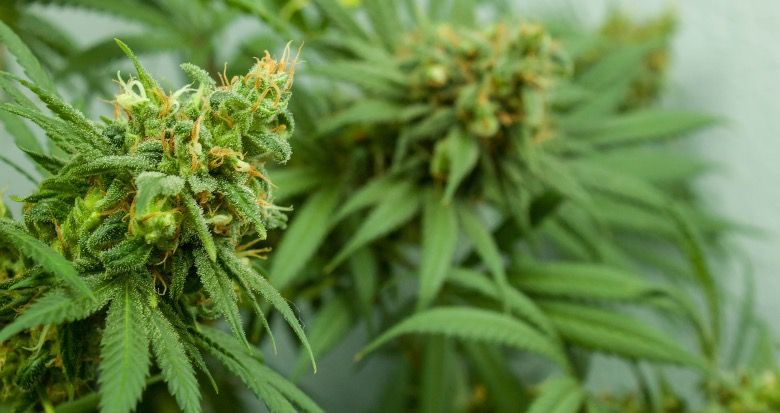 Cáñamo ligero con tricomas que secretan resina de CBD.