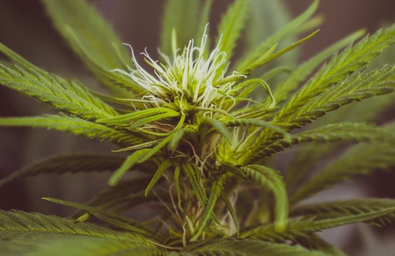 Las flores y hojas de cáñamo sativa que contienen cbd.