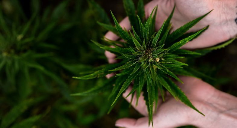 Planta de Cannabis sativa con hojas en forma de abanico características de la especie