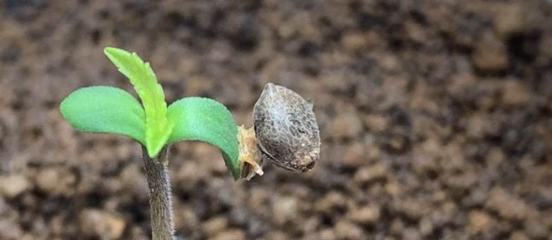 Semillas de cannabis germinadas