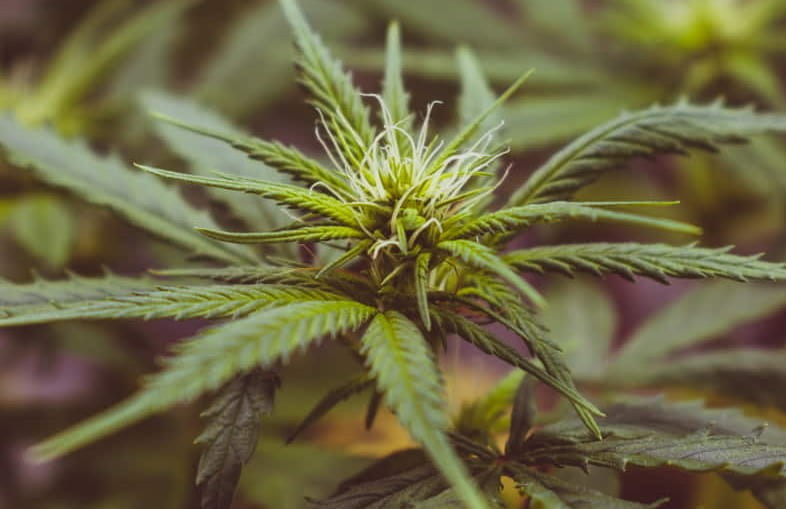 Flores de cannabis sativa industrial con tricomas visibles sobre fondo claro