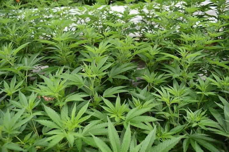 Cultivo de cannabis Monster Cropping