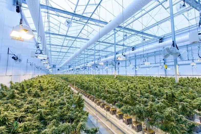 cultivo de cáñamo industrial y ganancias