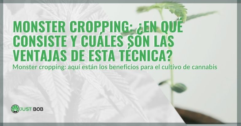 ¿En qué consiste la técnica del Monster Cropping?