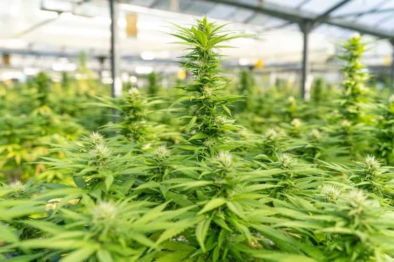 Cultivo de las ganancias del cáñamo industrial