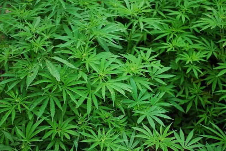 Hermafroditismo en el cannabis