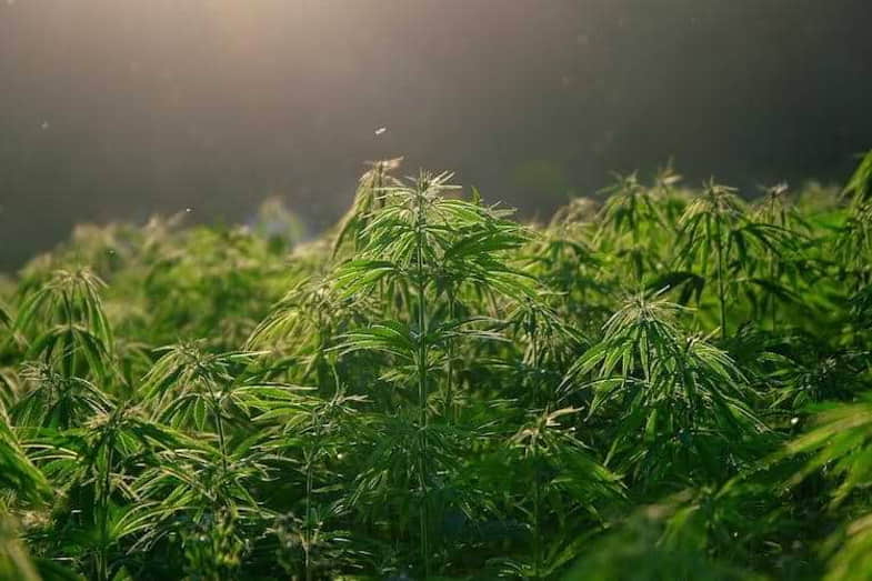 Planta de cannabis hermafrodita