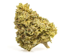 Cogollo de marihuana cbd boost Gelato 