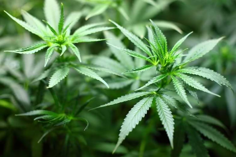 Marihuana híbrida