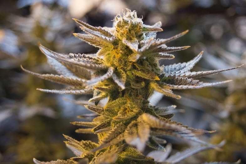 Ganja- significado