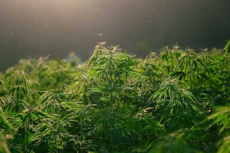 Cultivo de marihuana híbrida