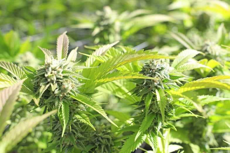 Cultivo hidropónico de cannabis | Justbobshop