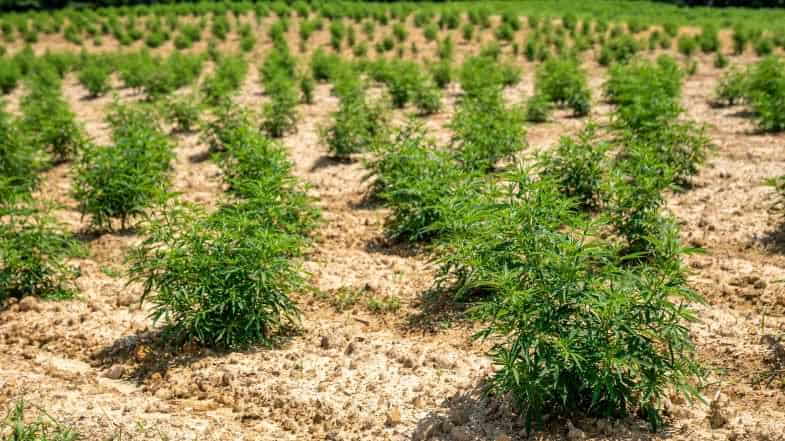 ¿Cuándo comienza la fase de floración de la marihuana | Justbobshop