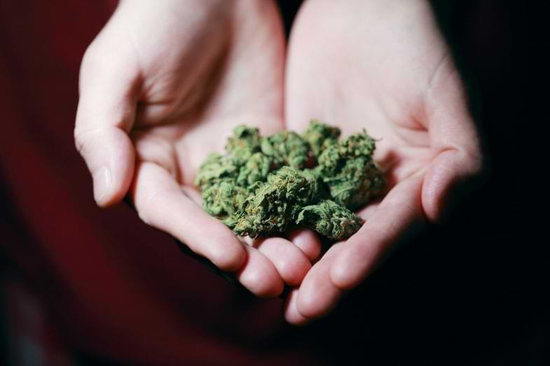 Persona con marihuana en las manos | Justbobshop