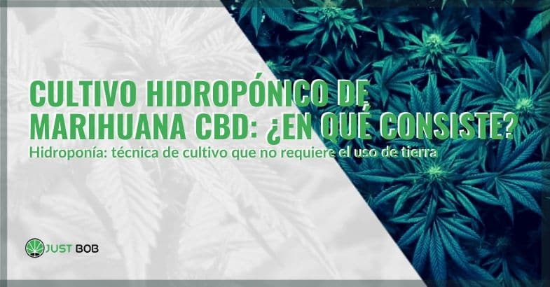 Qué es el cultivo hidropónico de marihuana | Justbobshop