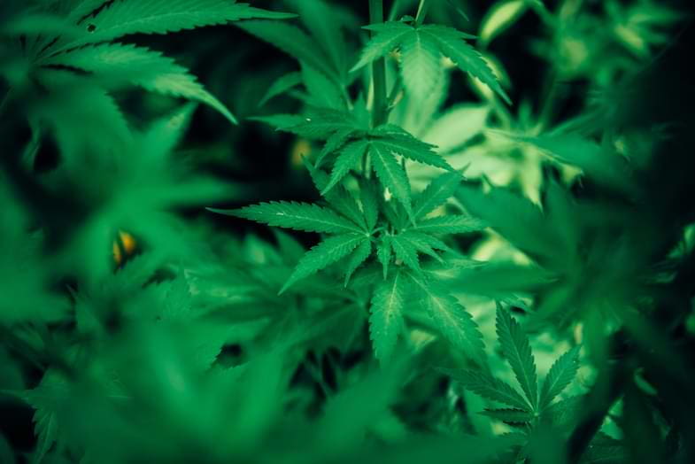 Cannabis hidropónico | Justbobshop