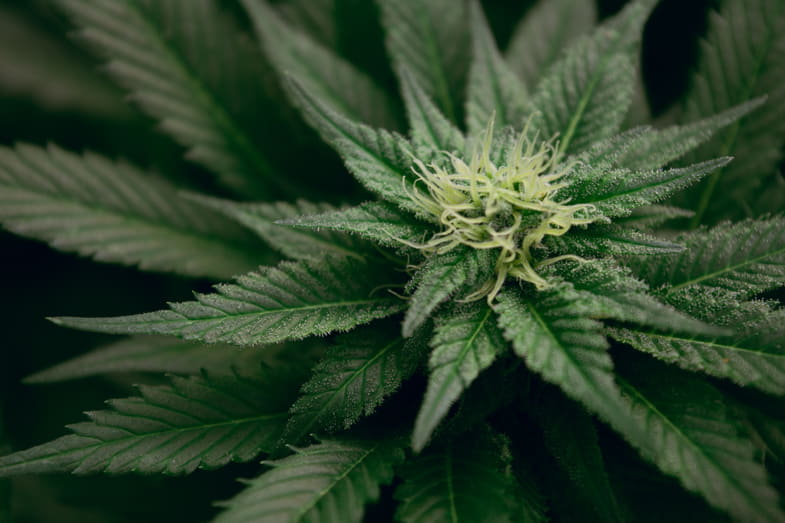 Marihuana en flor | Justbobshop