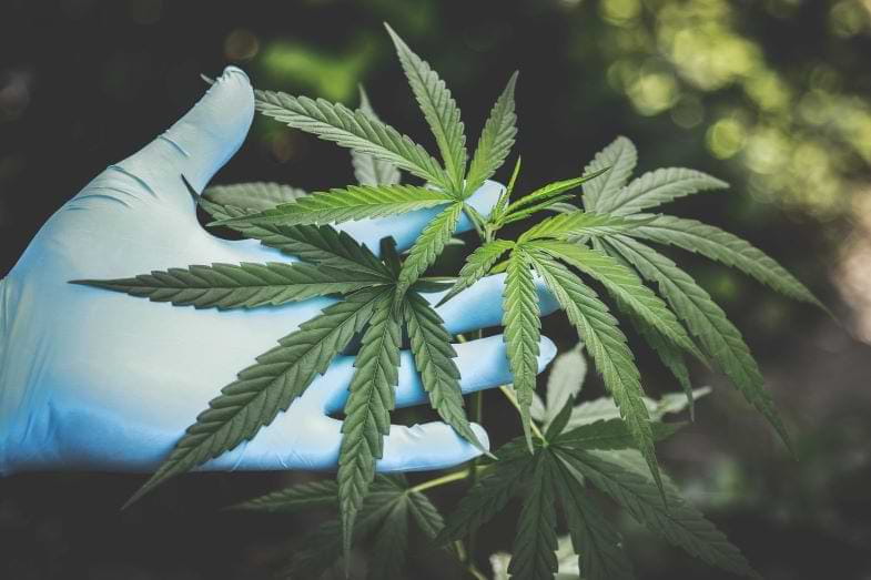 Planta de cannabis | Justbobshop