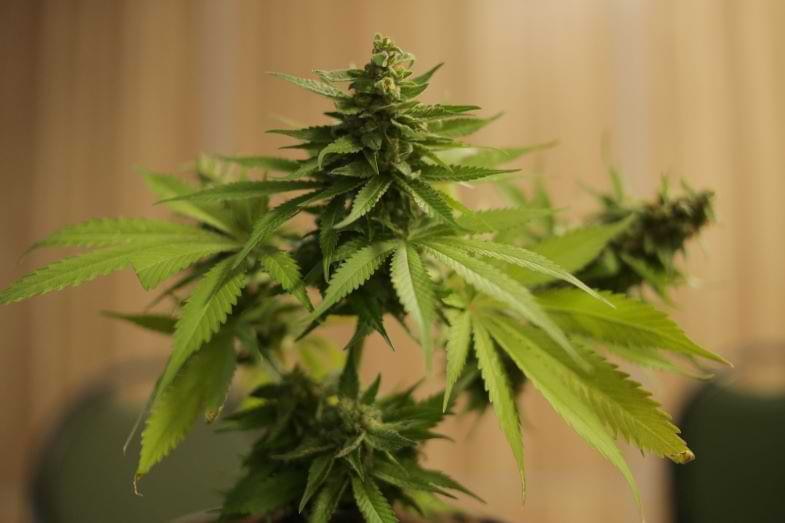 Planta de cannabis | Justbobshop
