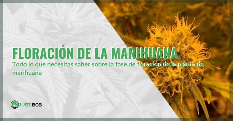 Todo sobre la fase de floración de la marihuana| Justbobshop