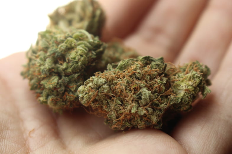 La ley maltesa sobre el consumo de cannabis | Justbobshop