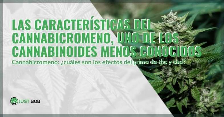 Las características del cannabicromeno | Justbobshop