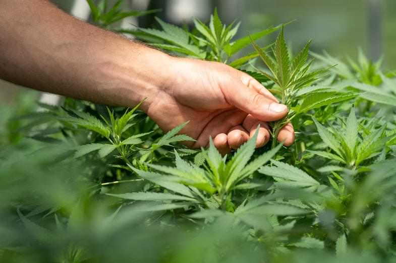 Representación del cannabicromeno (CBC), uno de los cannabinoides presentes en el cáñamo industrial