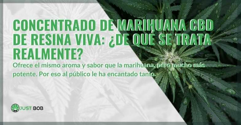 Concentrado de resina viva de cannabis: ¿qué es? | Justbobshop
