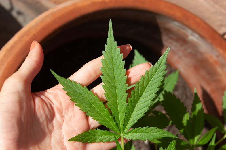 Despenalización del cultivo doméstico | Justbobshop