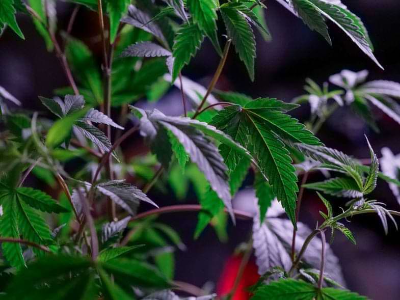 Plantas parecidas al cannabis | Justbobshop
