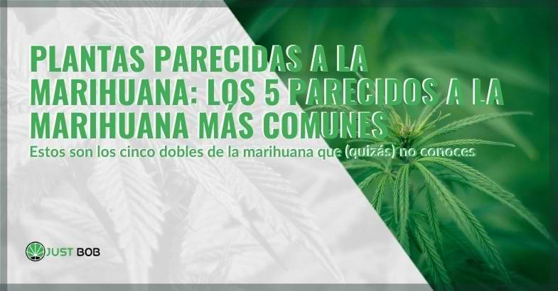 Plantas parecidas al cannabis | Justbobshop
