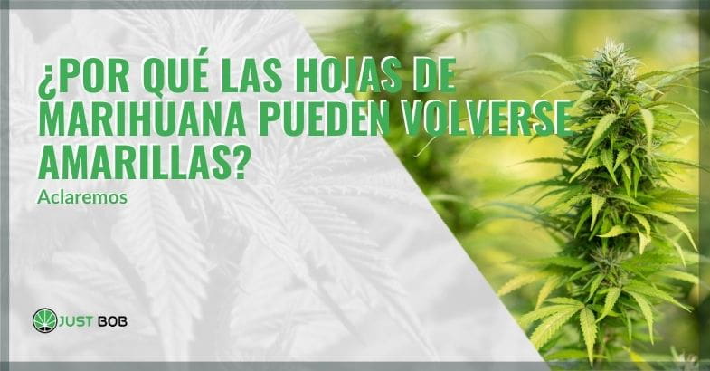 Por qué amarillean las hojas de cannabis | Justbobshop
