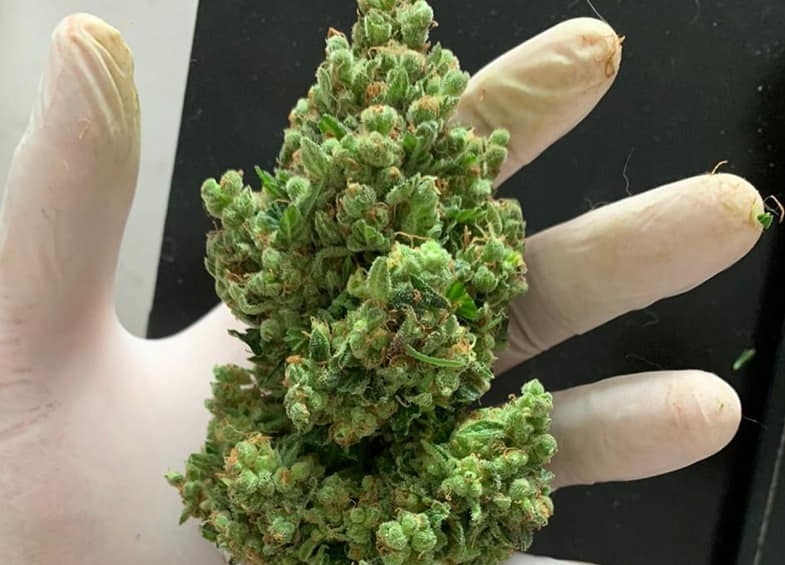 La resina viva se hace de las flores frescas de la planta | Justbobshop 