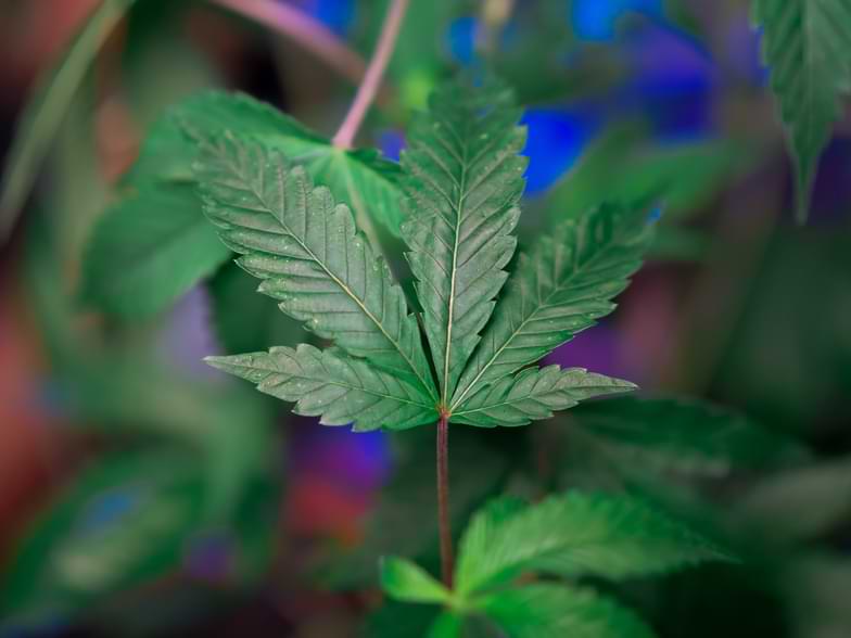 Plantas parecidas al cannabis | Justbobshop