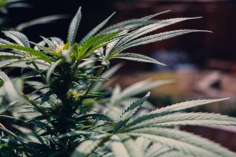 THCA efectos beneficiosos | Justbobshop 