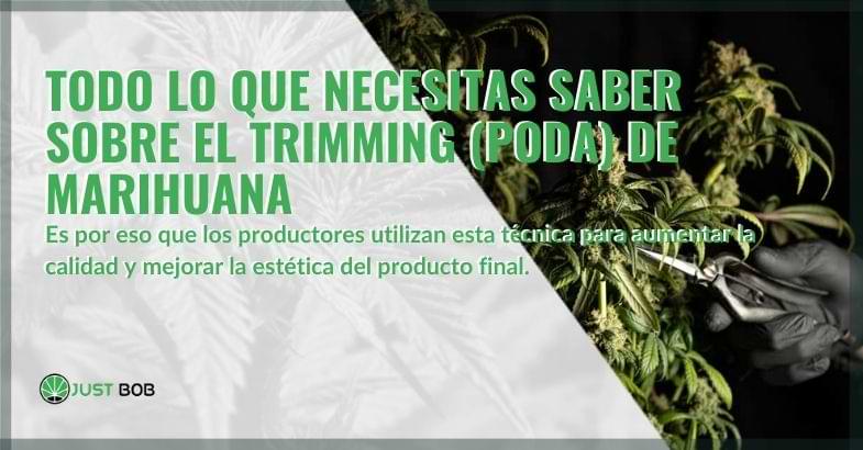Todo sobre el recorte de cannabis | Justbobshop