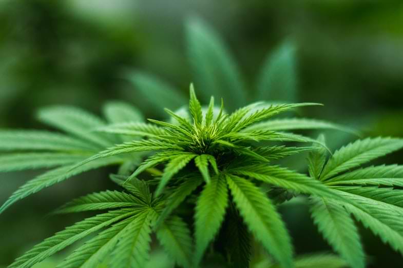 fase luminosa de la fotosintesis para el cultivo de cannabis | Justbobshop