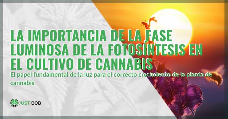 fase luminosa de la fotosintesis para el cultivo de cannabis | Justbobshop