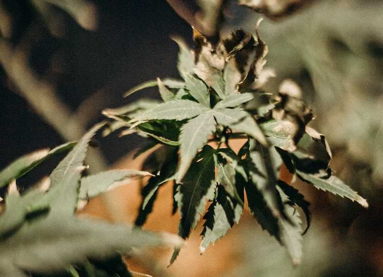 marihuana roja | Justbobshop