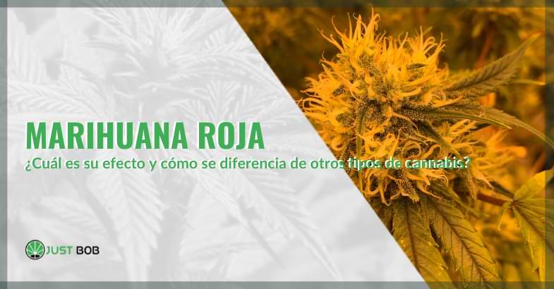 marihuana roja | Justbobshop