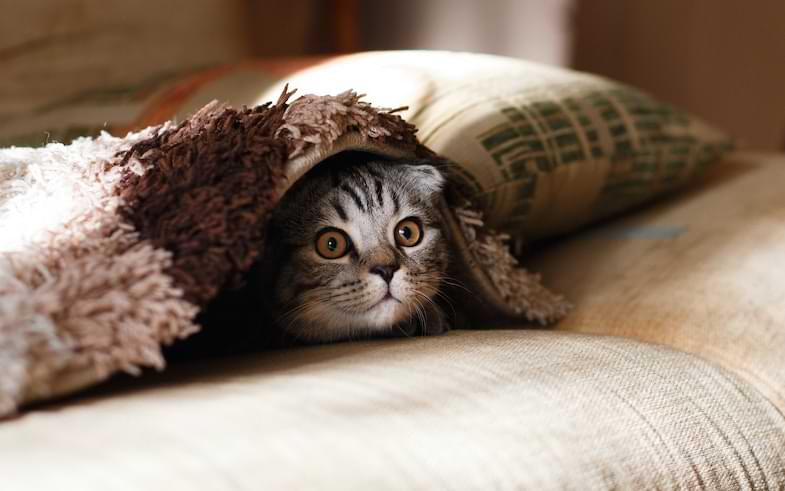 Gato sentado cerca de un frasco de aceite natural con pipeta de cristal