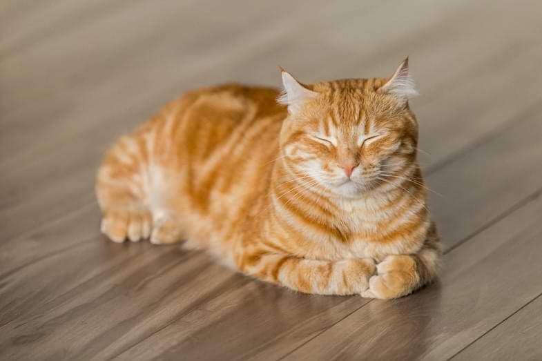 Gato doméstico relajado junto a hojas de cáñamo en un entorno hogareño