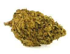 Primer plano de Marihuana CBD skunk h4 cbd de cultivo orgánico y sostenible 