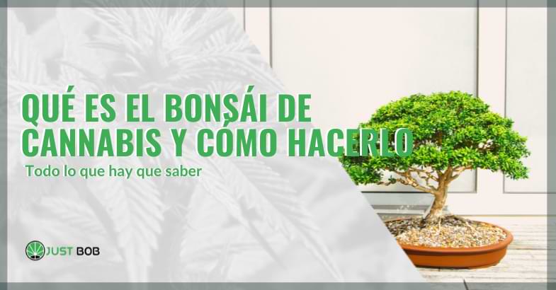 cannabis bonsái | Justbobshop