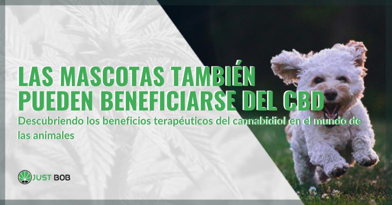 Beneficios del CBD para mascotas | Justbobshop