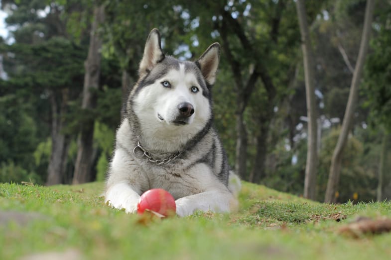 Husky en un prado, representando el interés por el CBD en mascotas