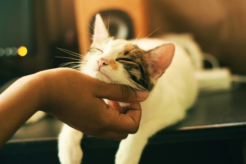 Mujer acariciando su gato, simbolizando el cuidado animal y la investigación sobre CBD