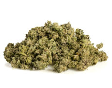 Marihuana cbd Alpine CBG Small Buds 