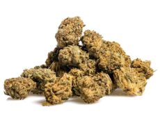 Una cima de Marihuana cbd Blueberry Small Buds 
